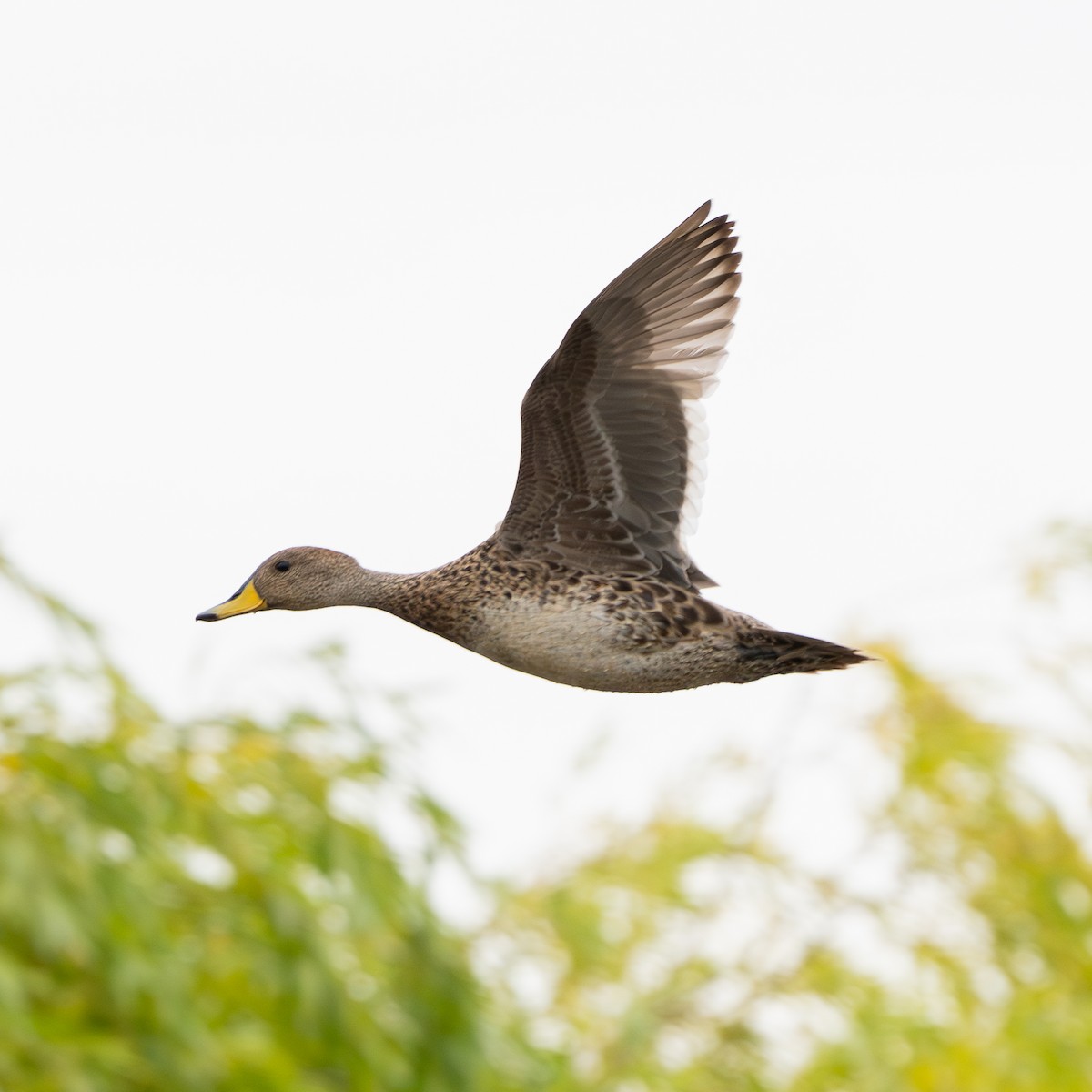 Yellow-billed Pintail - ML623680121