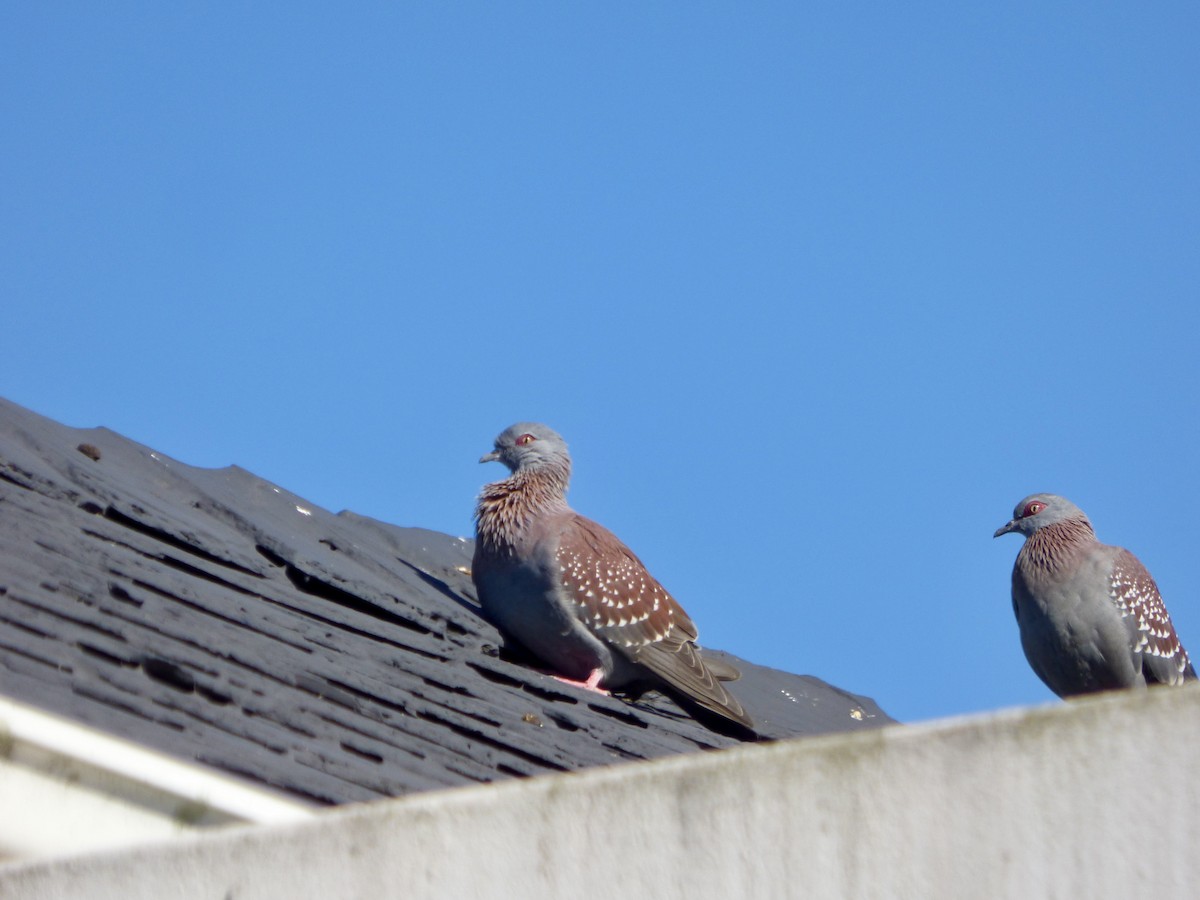 Speckled Pigeon - ML623680134