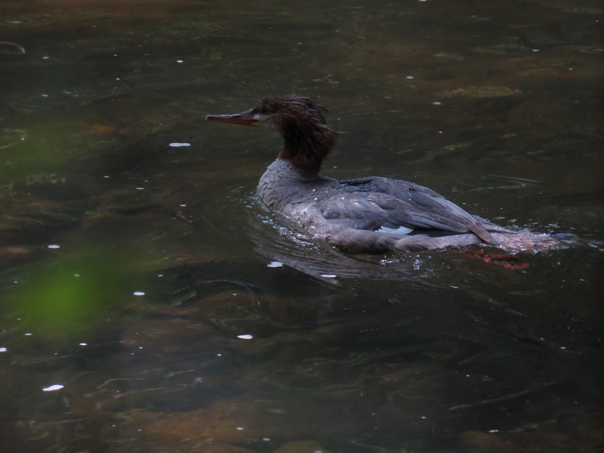 Common Merganser - ML623680169