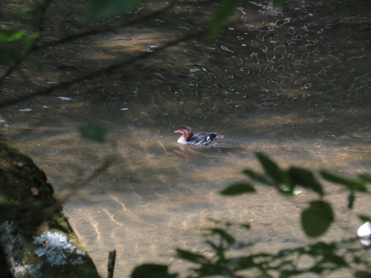 Common Merganser - ML623680170