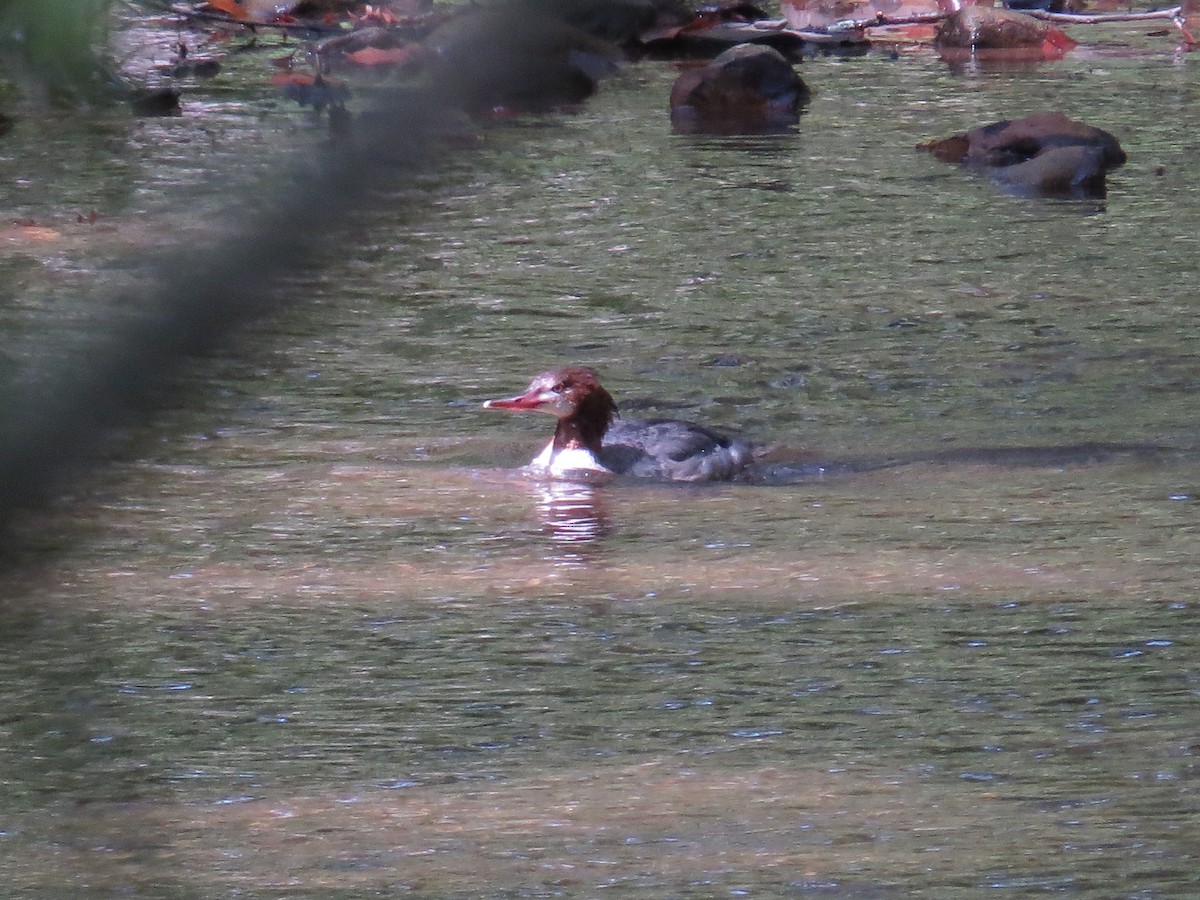 Common Merganser - ML623680171