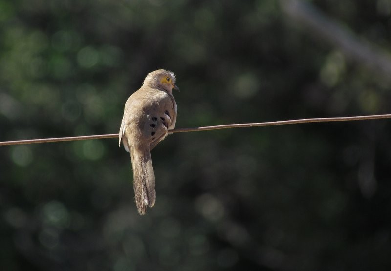 Long-tailed Ground Dove - ML623680187