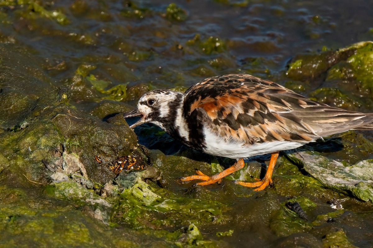 Ruddy Turnstone - ML623680198