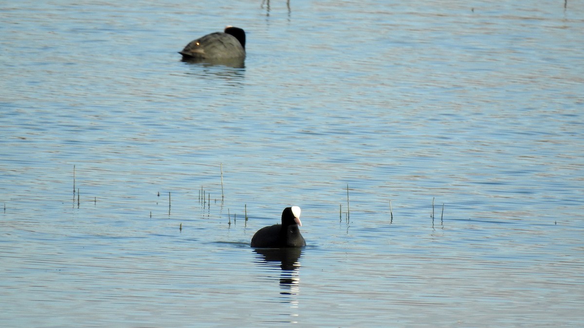 Eurasian Coot - ML623680199