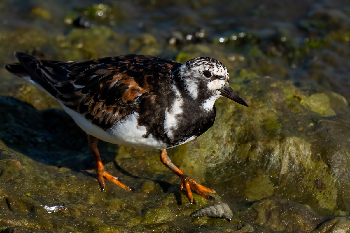 Ruddy Turnstone - ML623680201