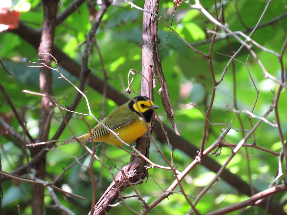 Hooded Warbler - ML623680236