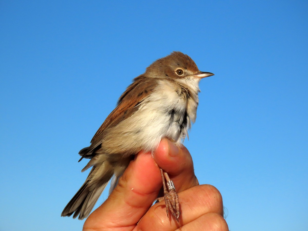 Greater Whitethroat - Francisco Javier Calvo lesmes