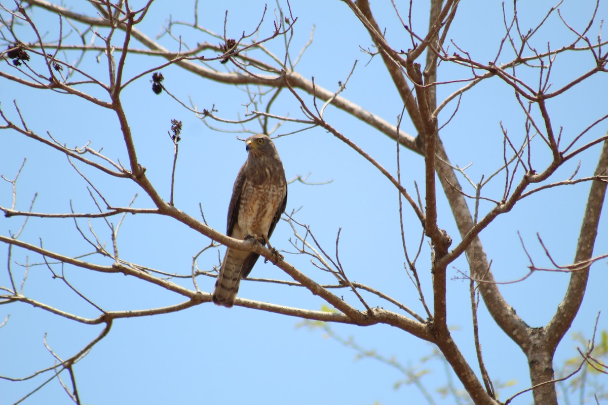 Wegebussard - ML623680367