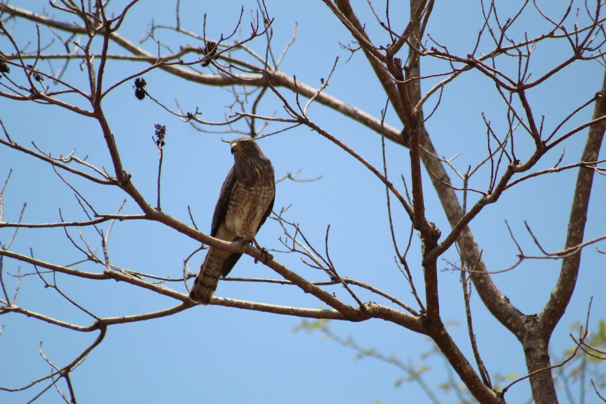 Roadside Hawk - Juan Andrés Figueroa Alvarez