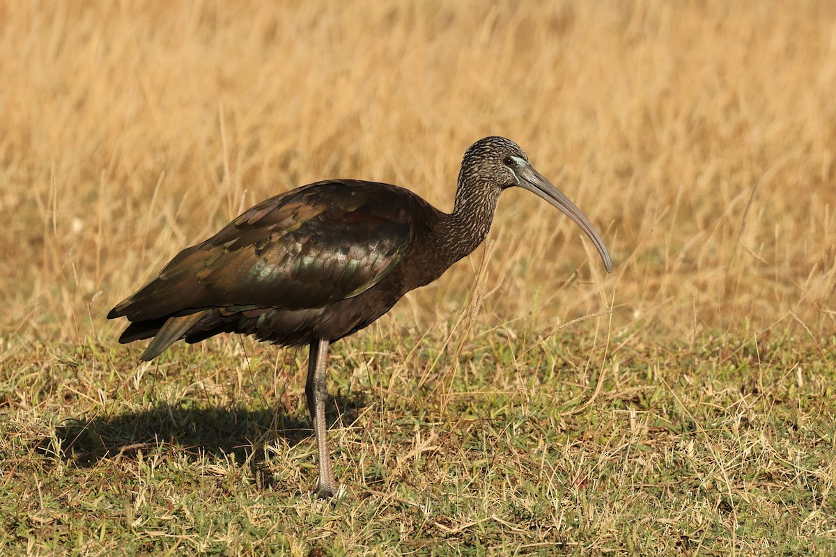 Glossy Ibis - ML623680398