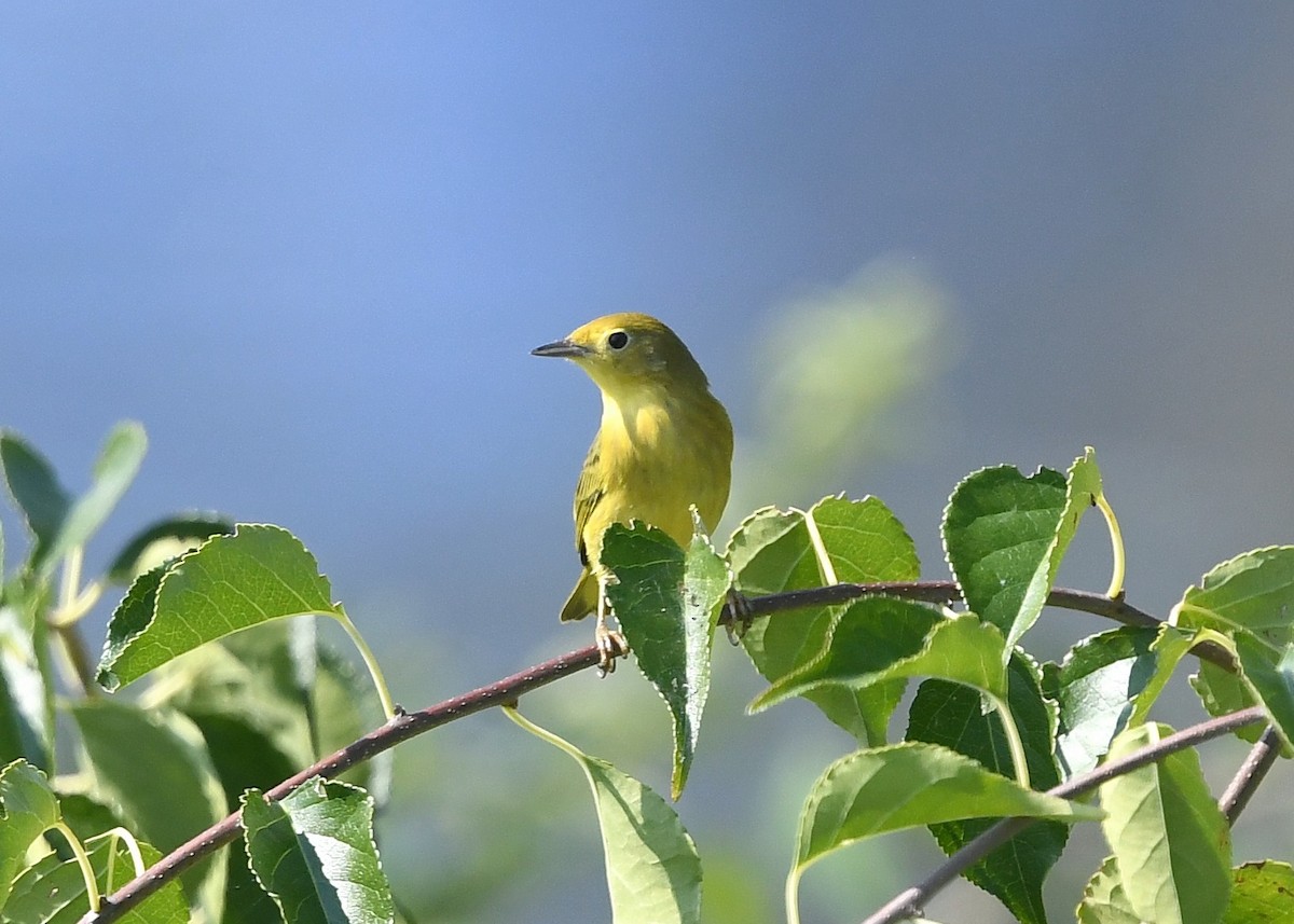 Yellow Warbler - Gary Chapin