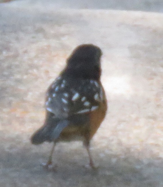 Spotted Towhee - ML623680448