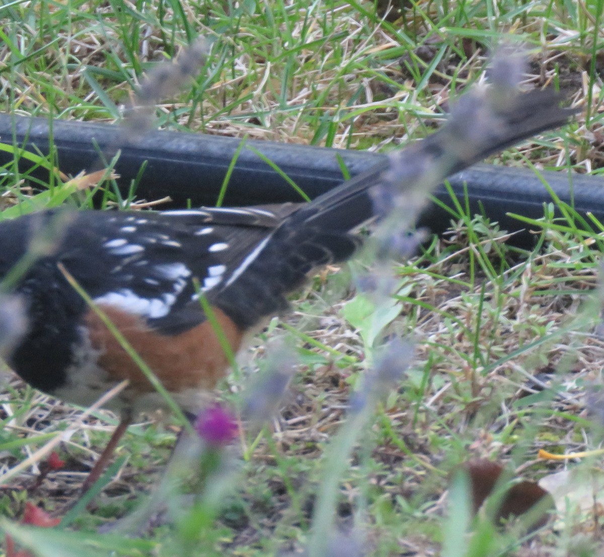 Spotted Towhee - ML623680453