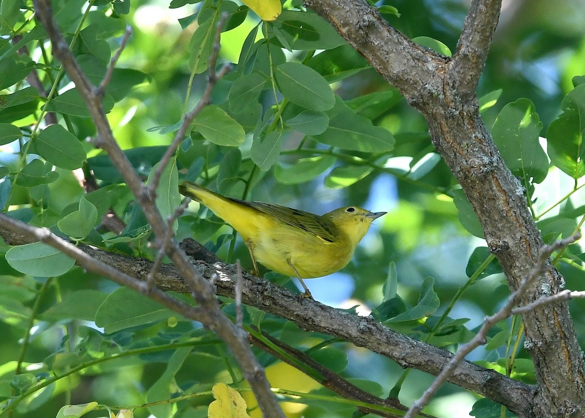 Yellow Warbler - Gary Chapin