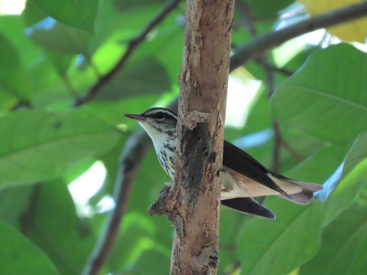 Louisiana Waterthrush - ML623680571