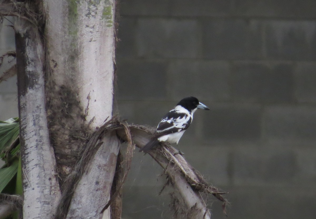 Black-backed Butcherbird - ML623680573