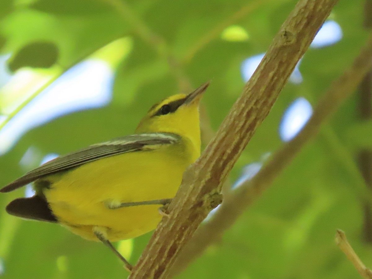 Blue-winged Warbler - ML623680577