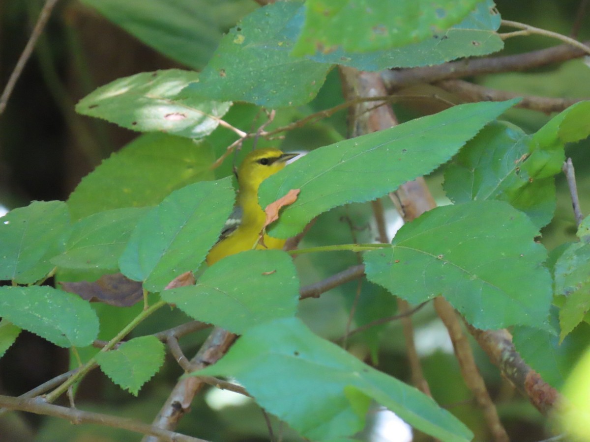 Blue-winged Warbler - ML623680578