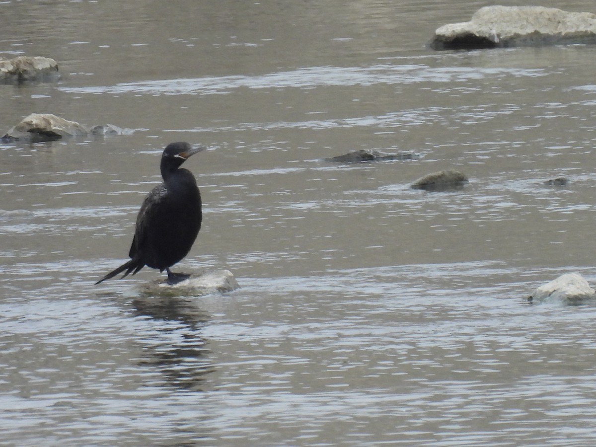 Neotropic Cormorant - ML623680588