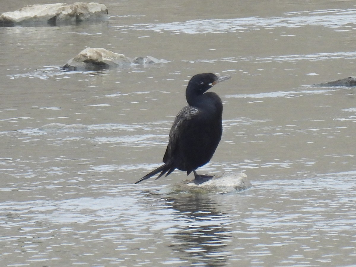 Neotropic Cormorant - ML623680589