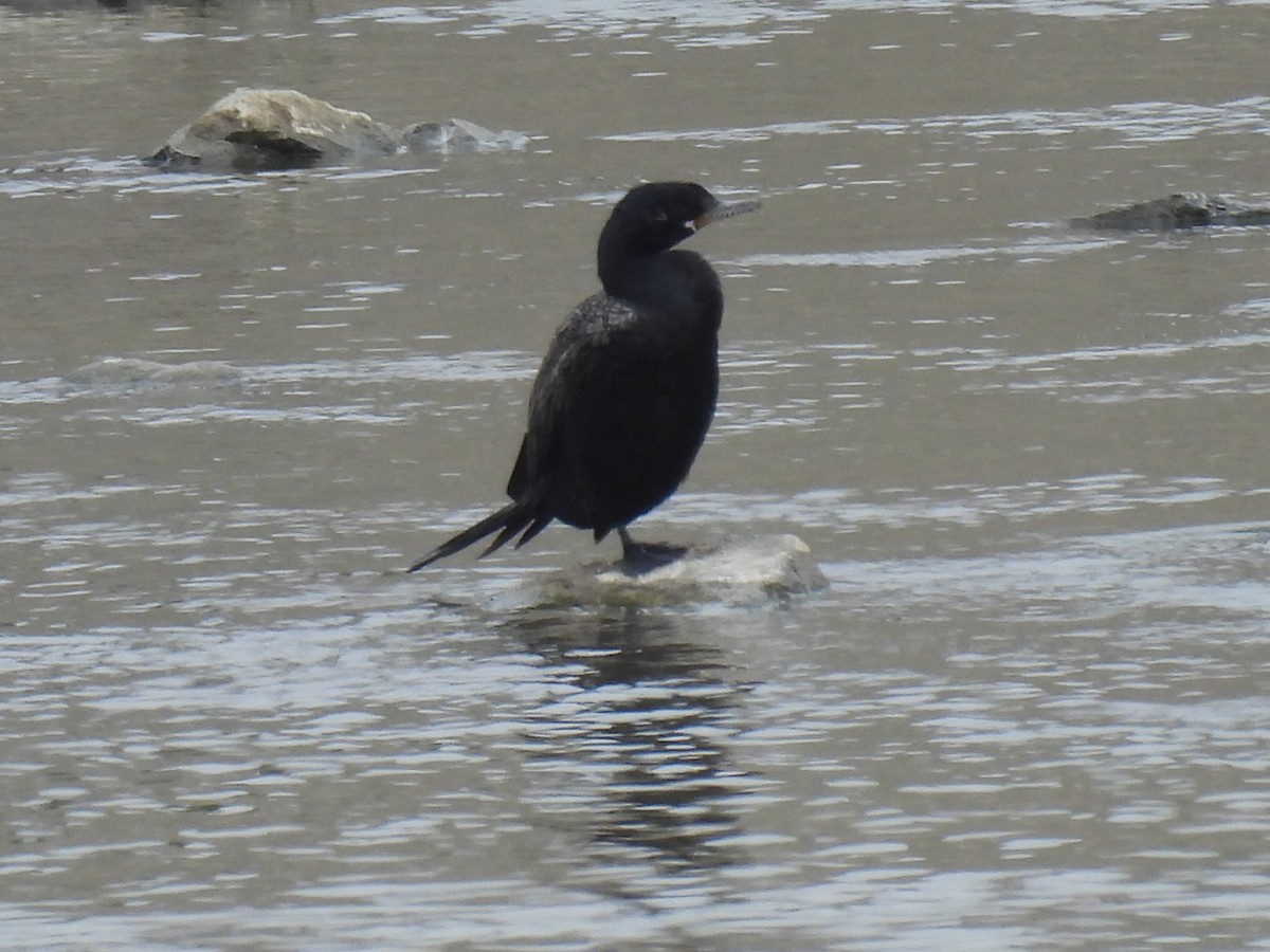 Neotropic Cormorant - ML623680590