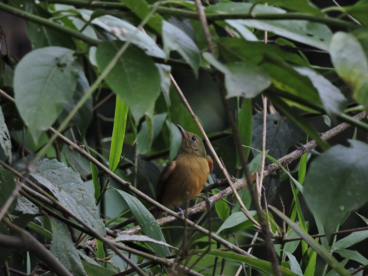 Ochre-bellied Flycatcher - ML623680592