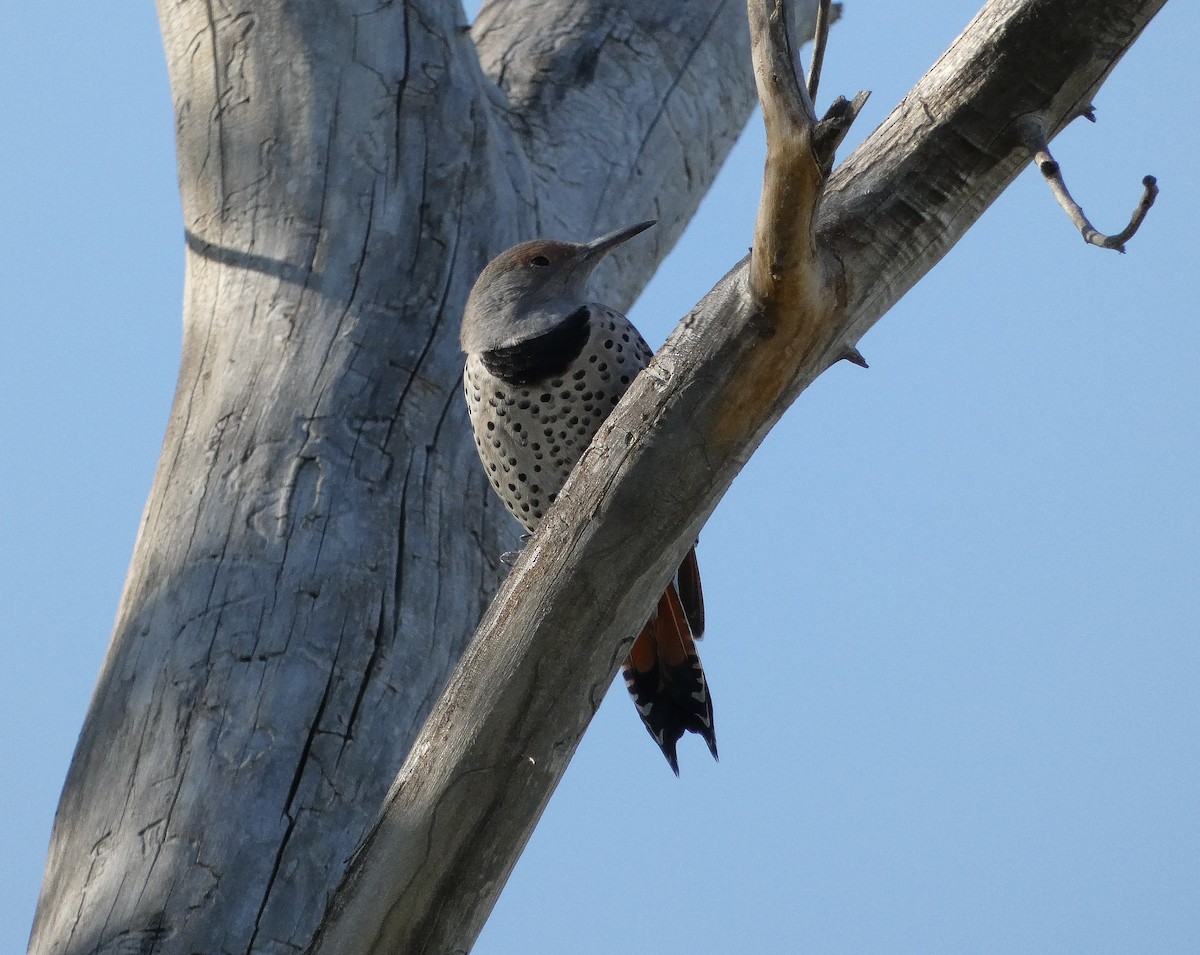 Northern Flicker - ML623680616