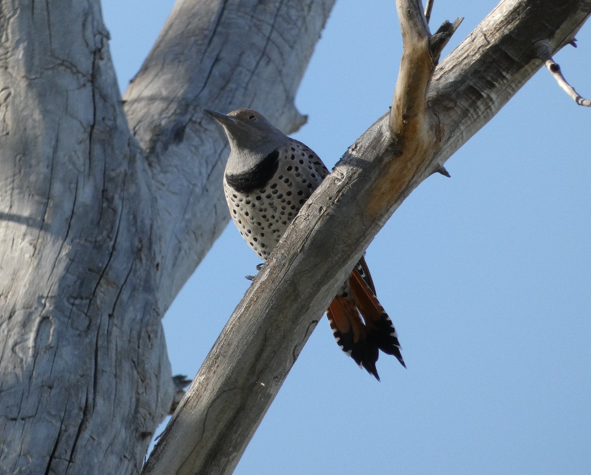 Northern Flicker - ML623680617