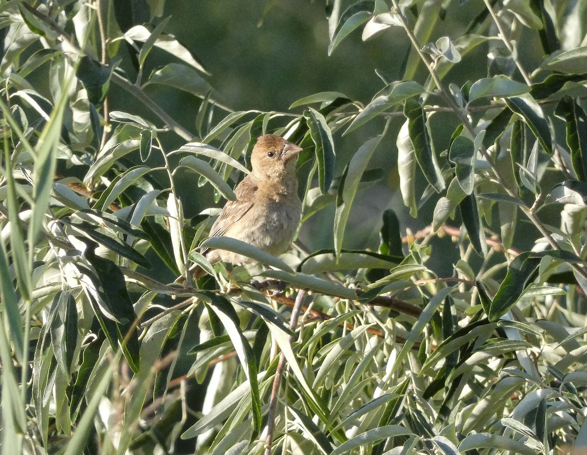 Blue Grosbeak - ML623680634