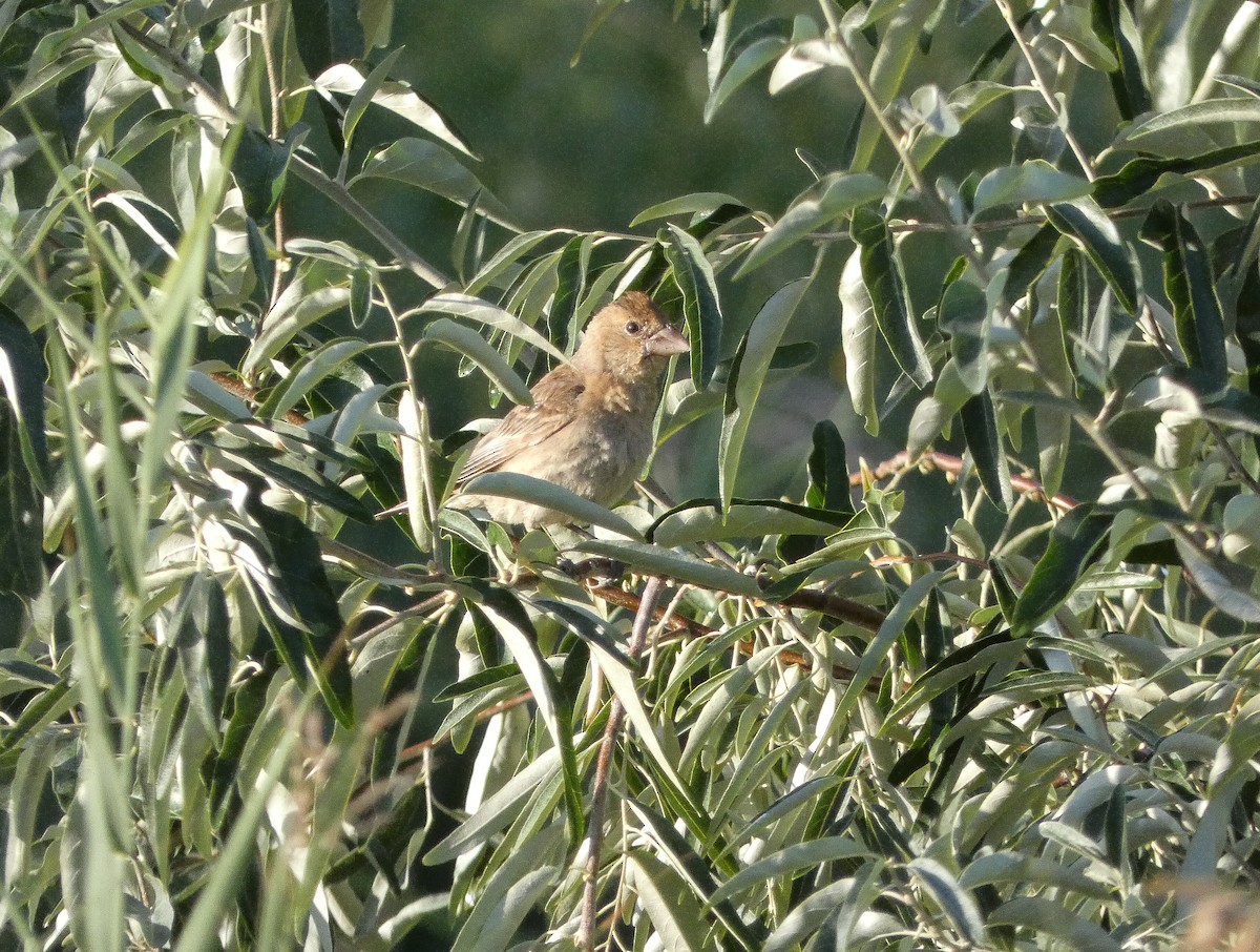 Blue Grosbeak - ML623680635