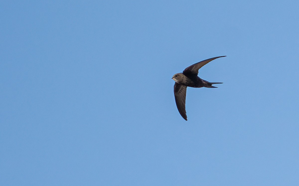 Pallid Swift - ML623680642