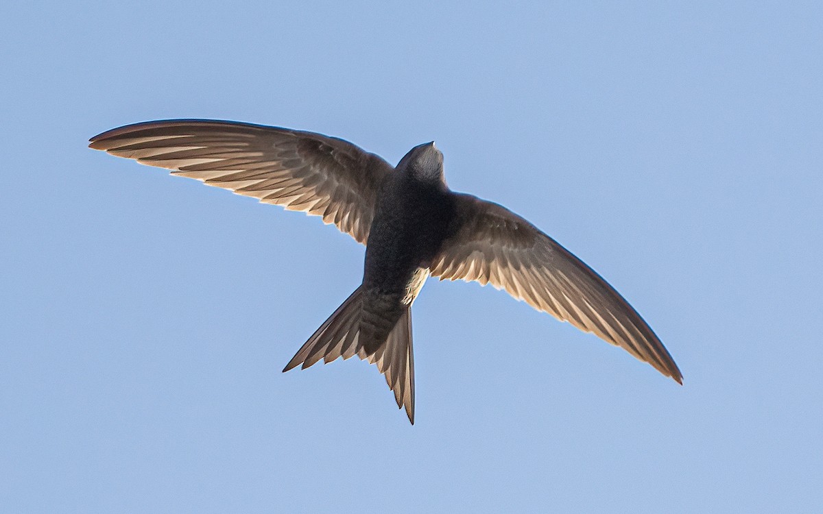 Pallid Swift - ML623680647