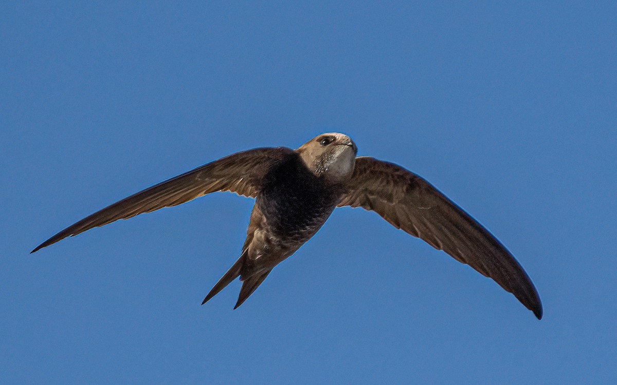 Pallid Swift - ML623680649