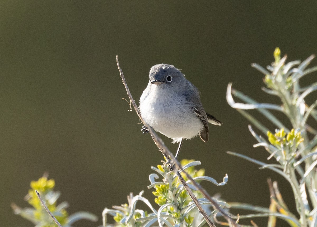 Blue-gray Gnatcatcher - ML623680698