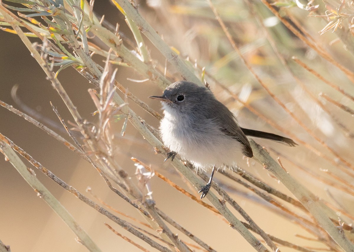 Blue-gray Gnatcatcher - ML623680699