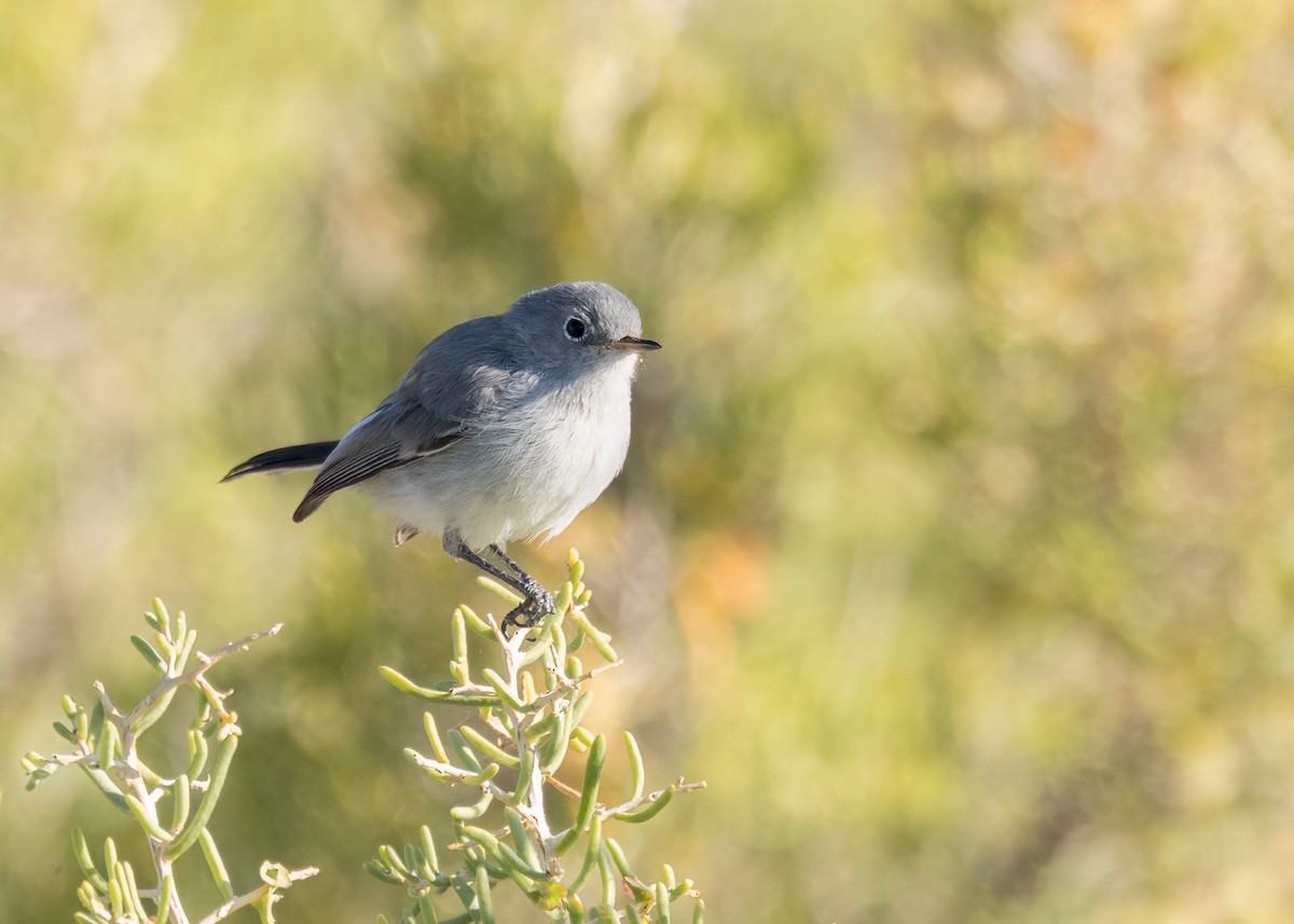 Blue-gray Gnatcatcher - ML623680700