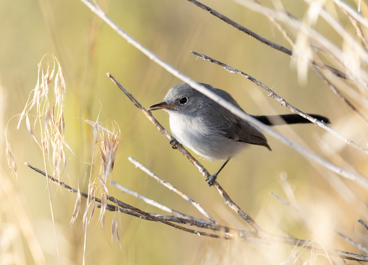 Blue-gray Gnatcatcher - ML623680701