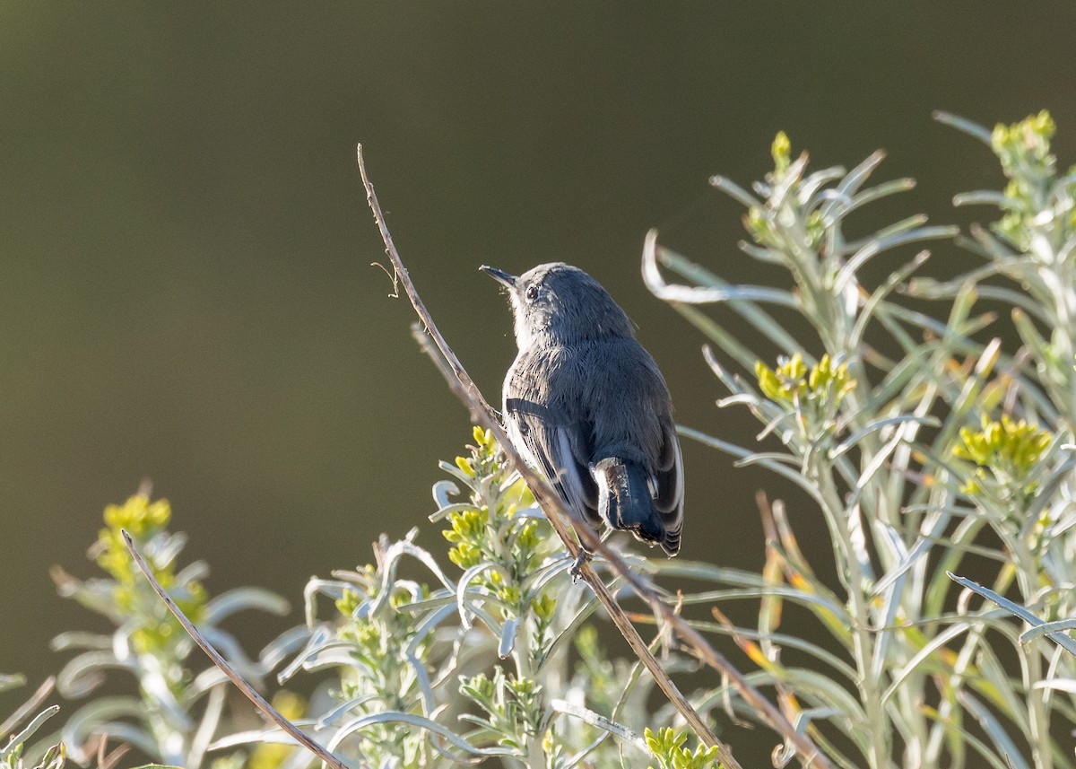 Blue-gray Gnatcatcher - ML623680702