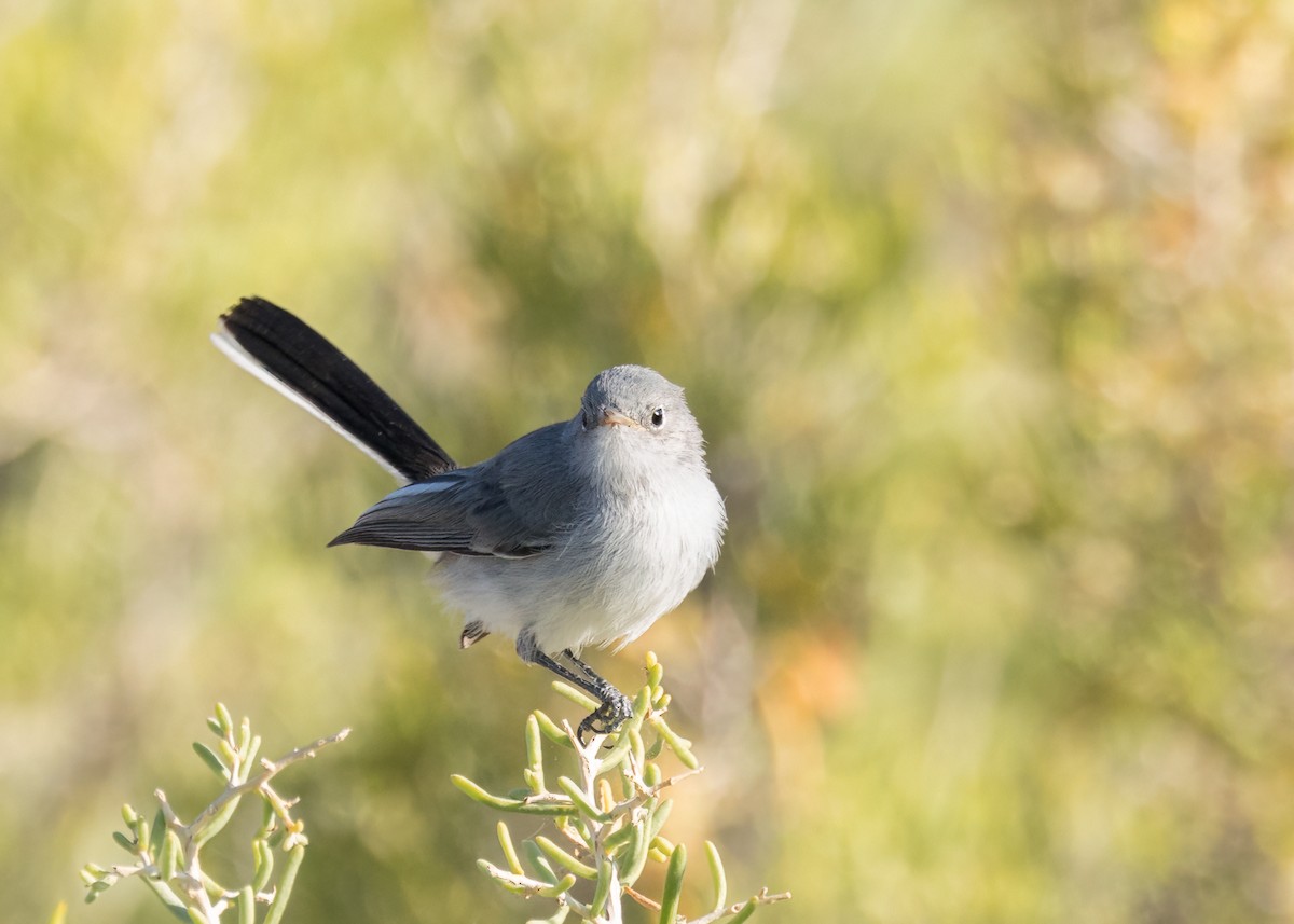 Blue-gray Gnatcatcher - ML623680703