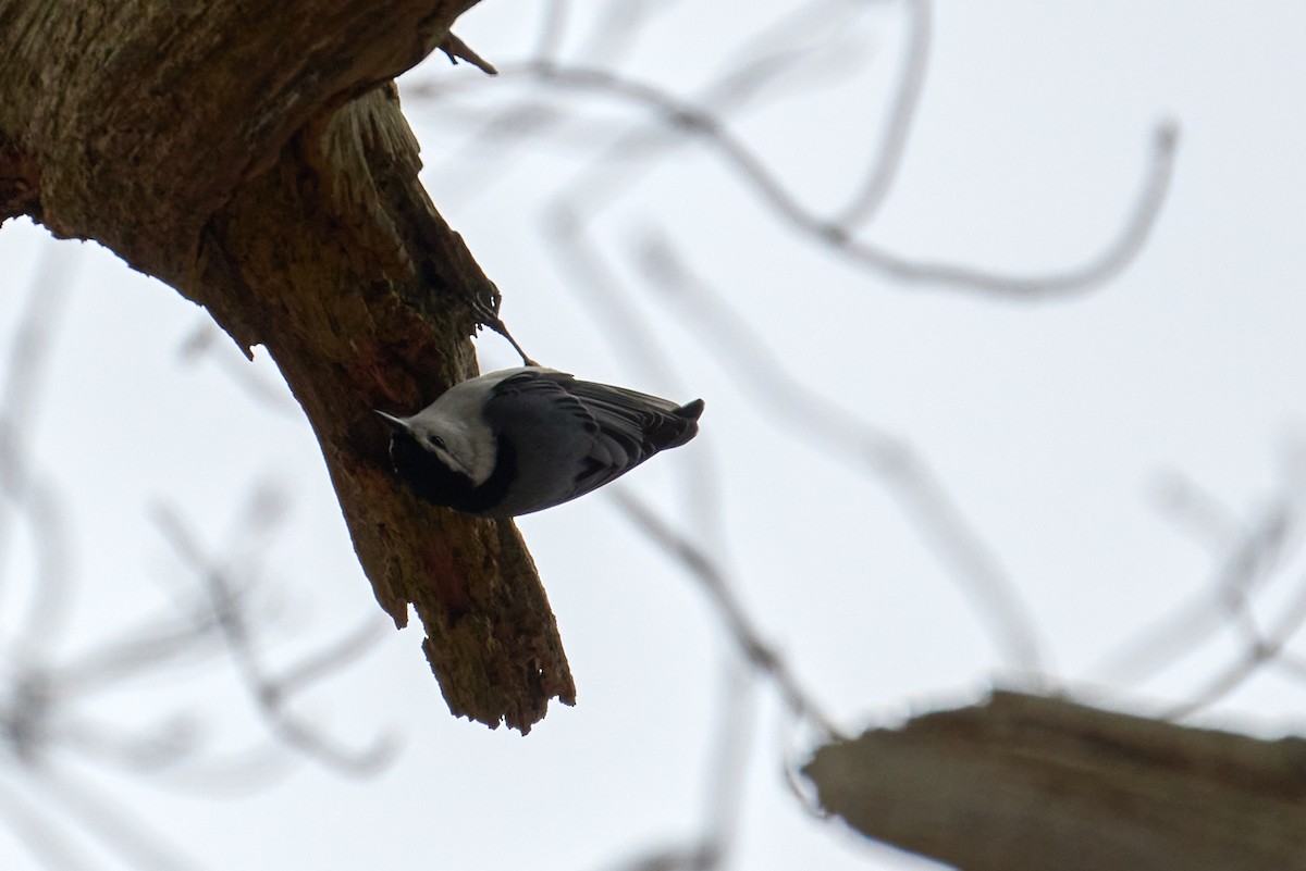 White-breasted Nuthatch (Eastern) - ML623680704