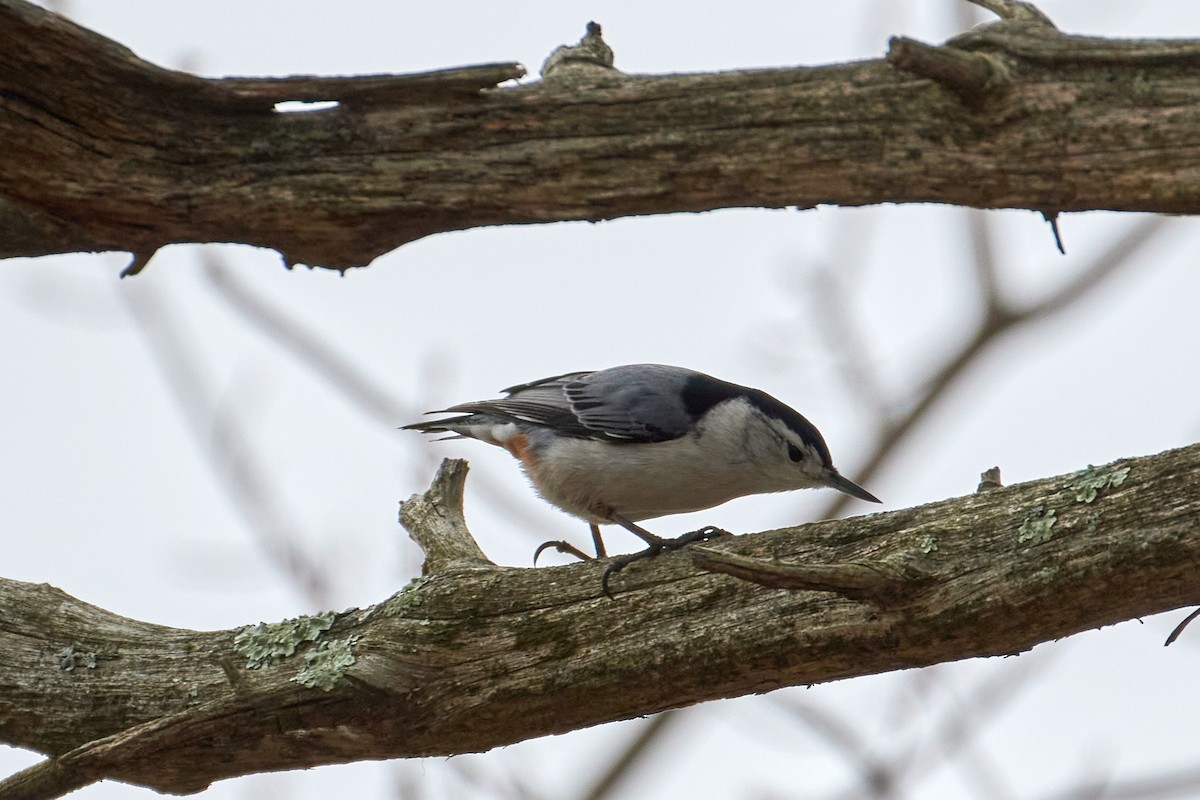 White-breasted Nuthatch (Eastern) - ML623680705