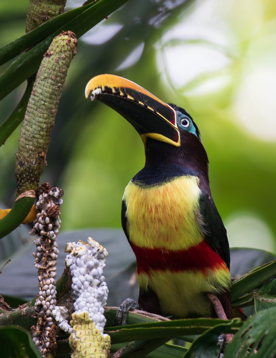 Lettered Aracari - ML623680708