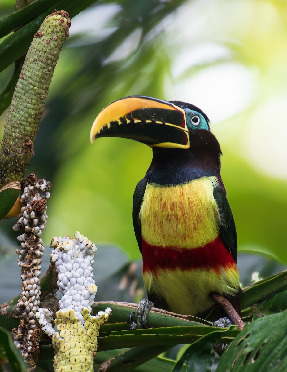 Lettered Aracari - ML623680709