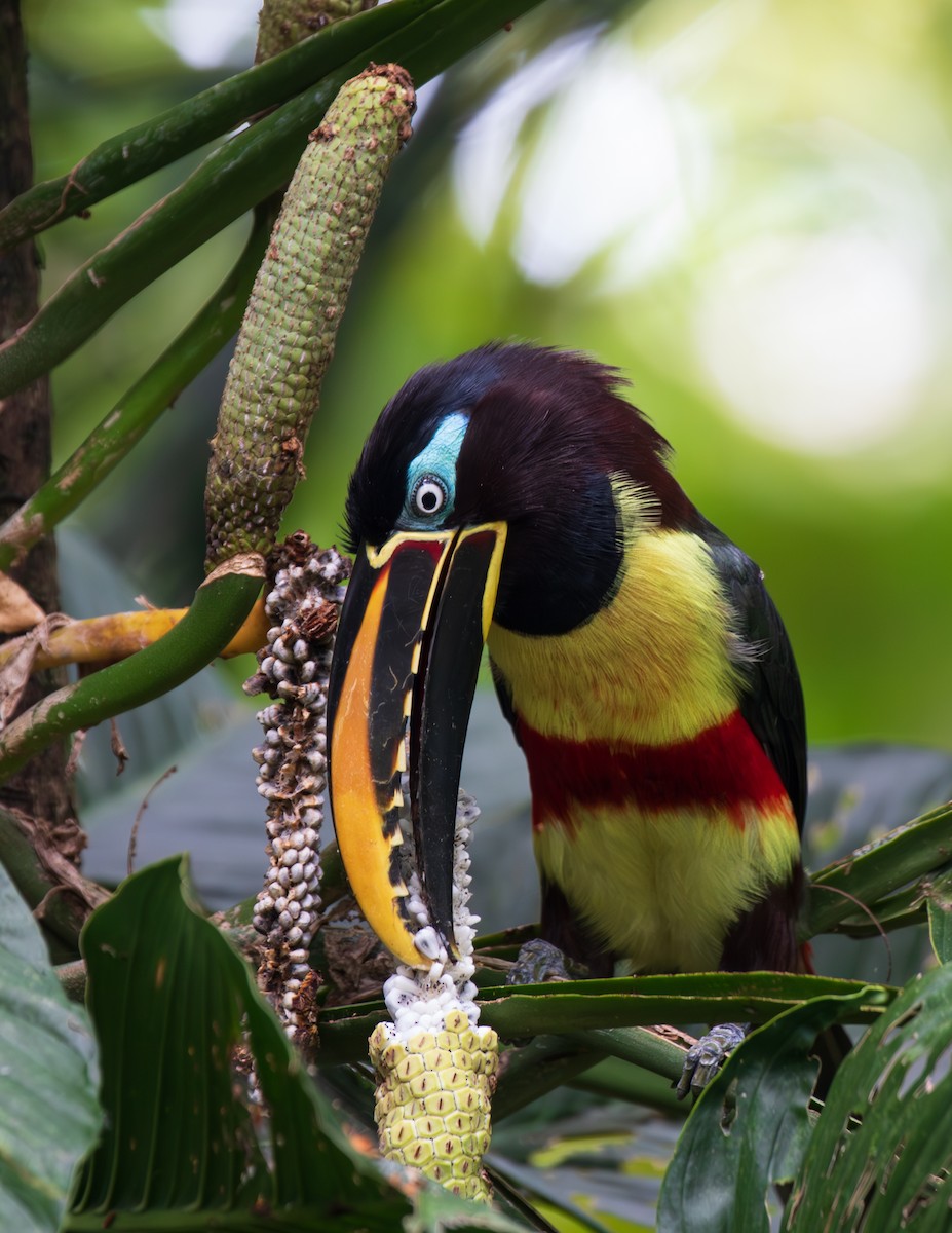 Lettered Aracari - ML623680710