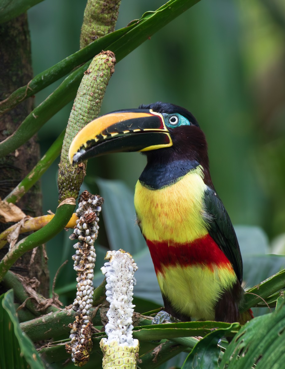 Lettered Aracari - ML623680711