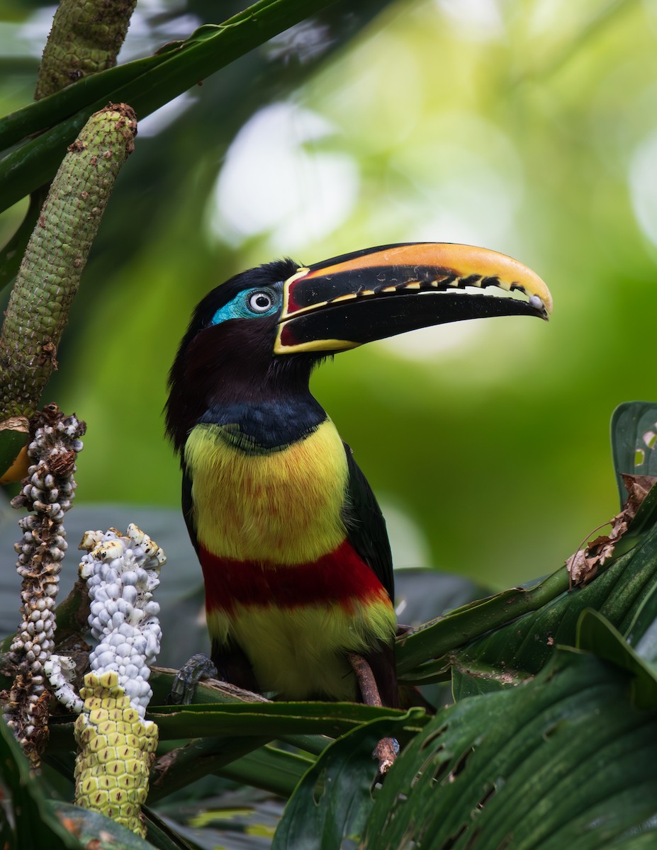 Lettered Aracari - ML623680712