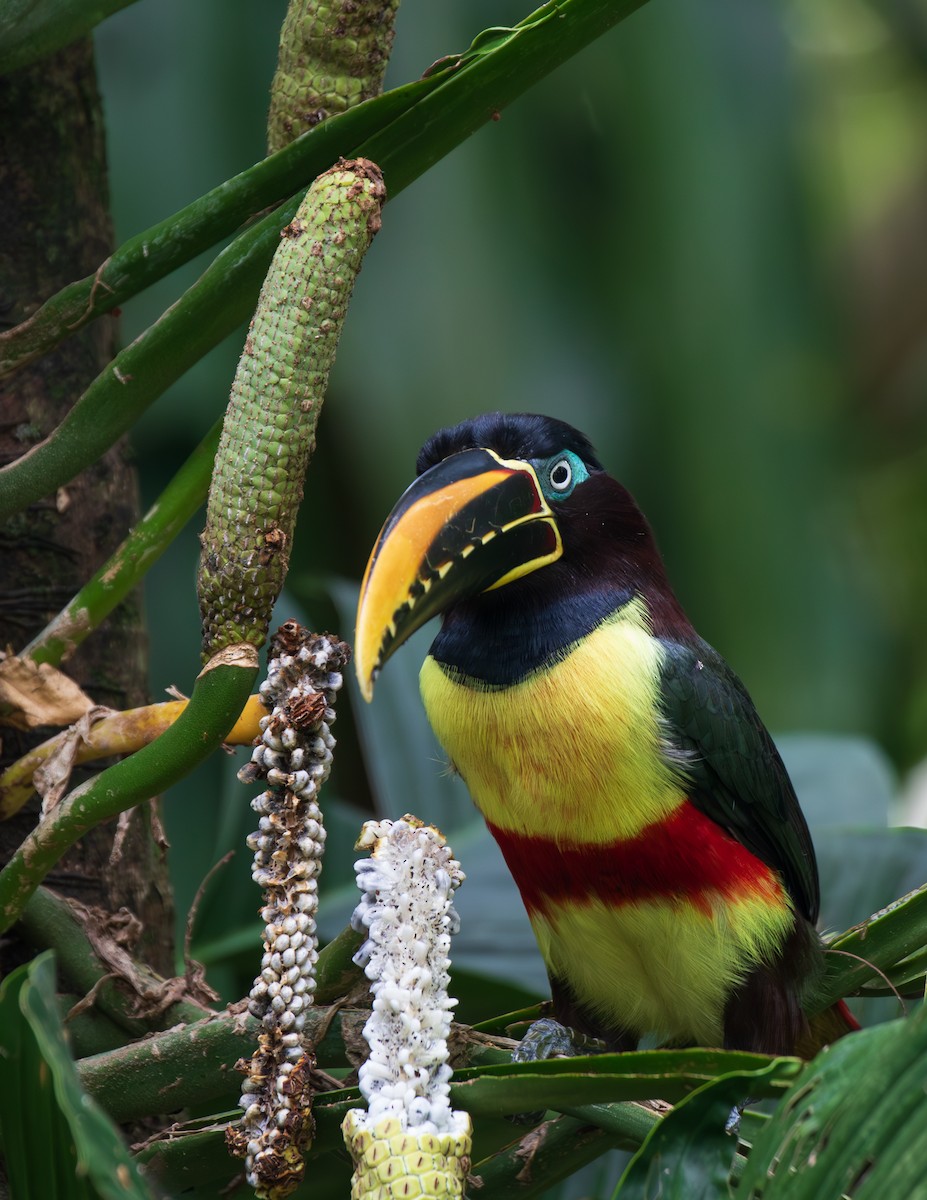 Lettered Aracari - ML623680713