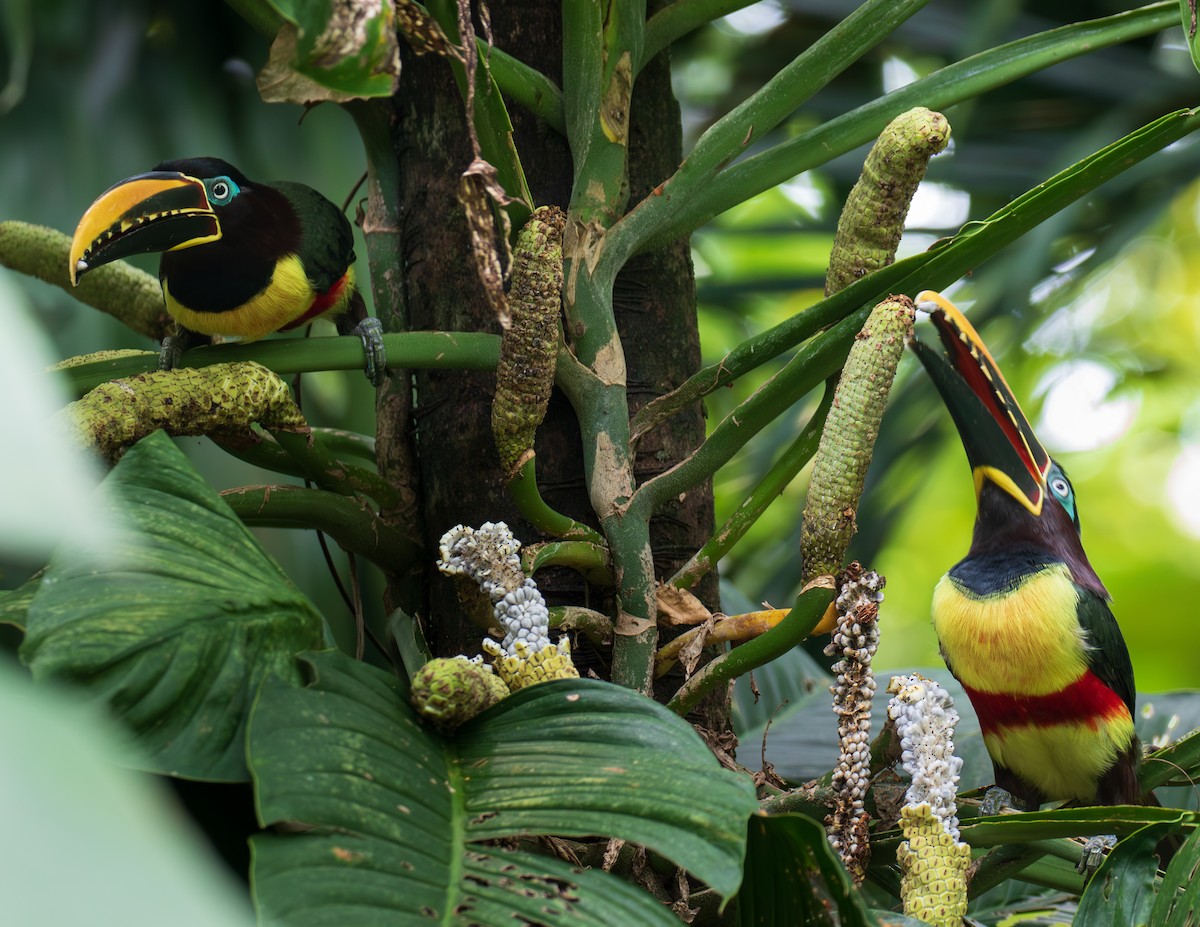 Lettered Aracari - ML623680715