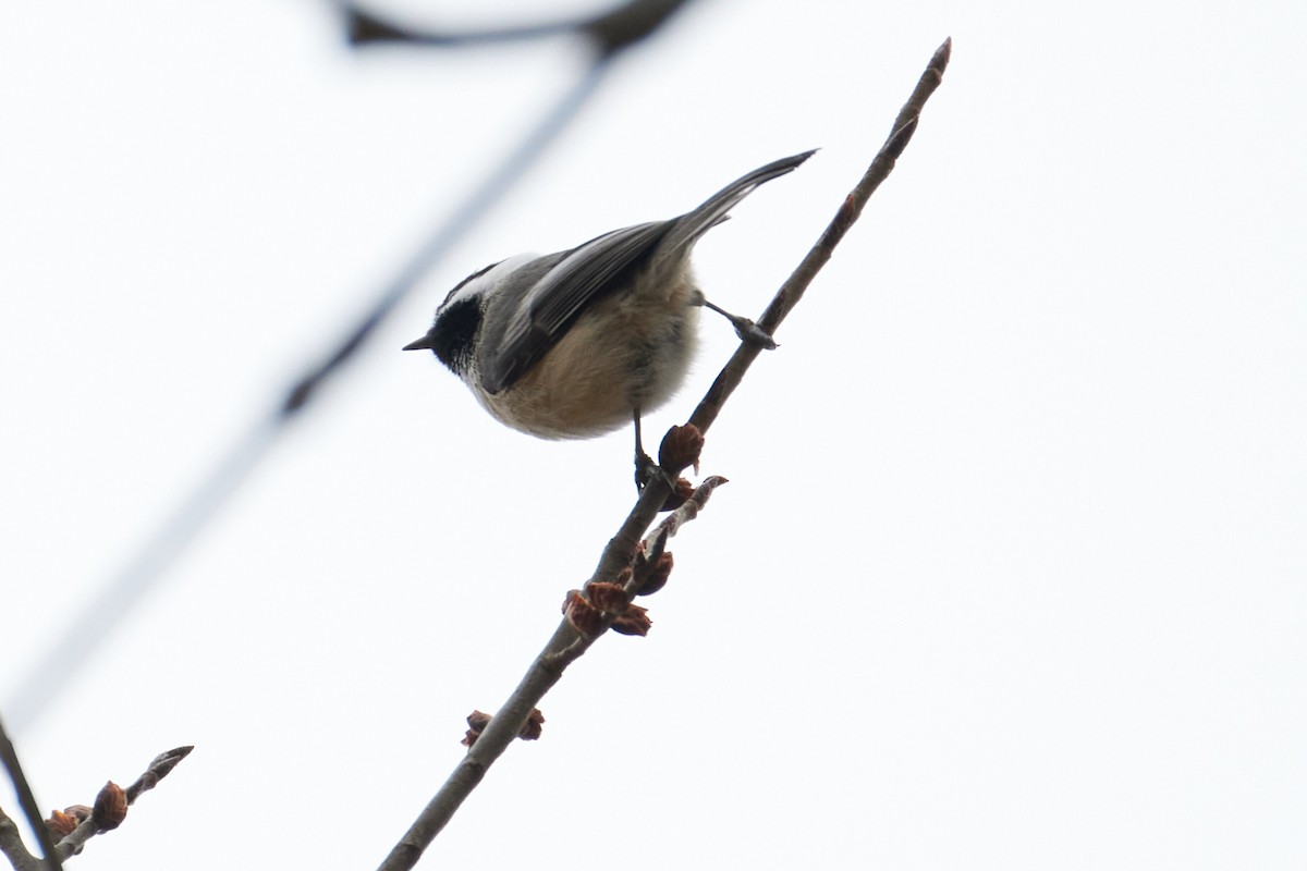 Black-capped Chickadee - ML623680720