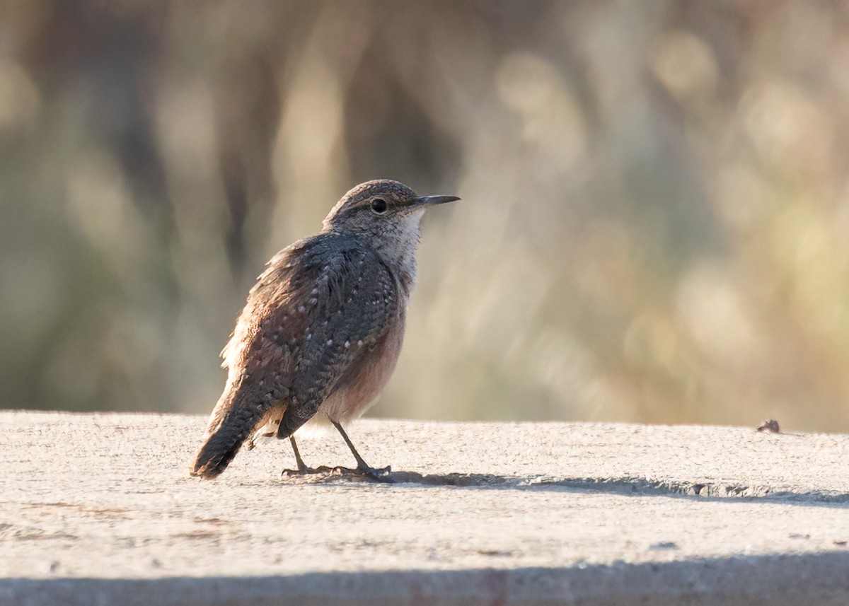 Rock Wren - ML623680723